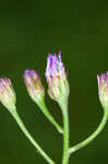 Tatarian aster